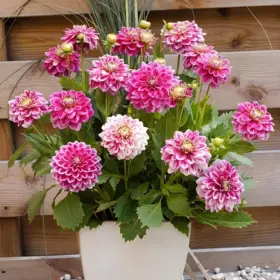 Van Zyverden 030641112206 Dahlias Go 2-tone Bulbs Set Of 3