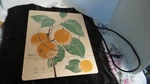 Paula Deen 1500W Led Colored Glass Programmable Induction Cooker Oranges 2016. Fixed Price $22.00.